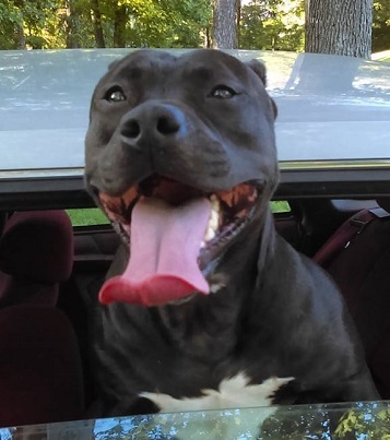 We found a new home that takes pets Shadow the Pitbull